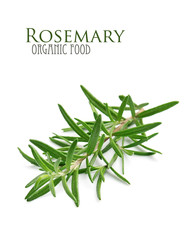 Fototapeta premium Rosemary herbs.