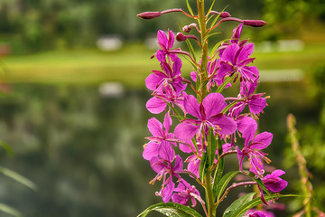 Pink Impatiens