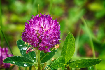 rain drops on a purple flower