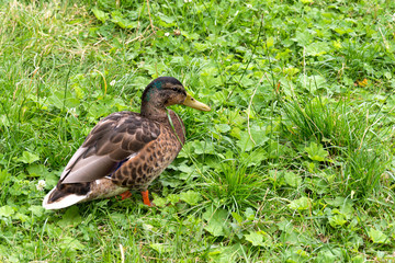 duck on the grass