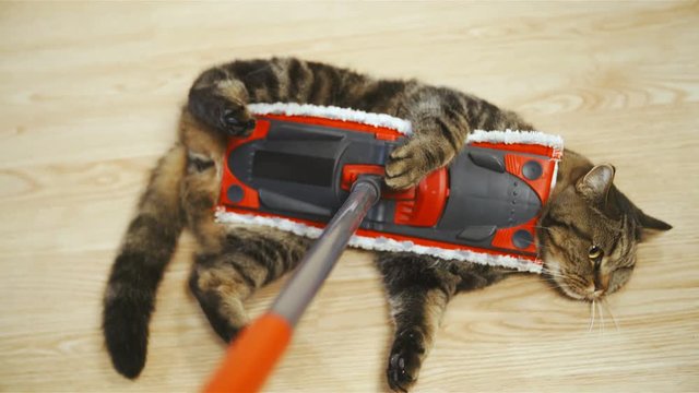 Cleaning floor with cute cat in slow motion 4K