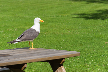 Naklejka premium Seagull on table in park