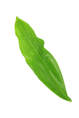 Fototapeta na wymiar leaf of ginger isolated