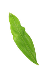 Naklejka na ściany i meble leaf of ginger isolated