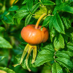 Naklejka premium Rose hip fruit on bush 