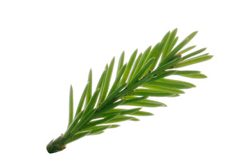 branch of fir isolated