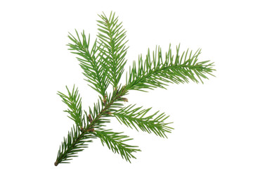 branch of fir isolated