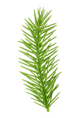 branch of fir isolated