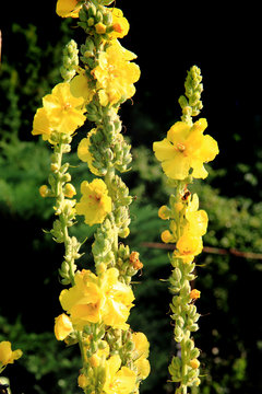 Yellow Mullein Flowers