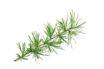 branch of fir isolated