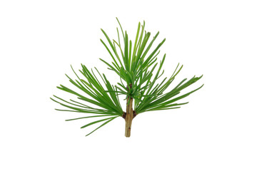 branch of larch isolated