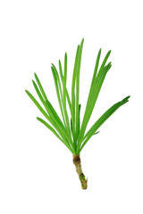 branch of larch isolated