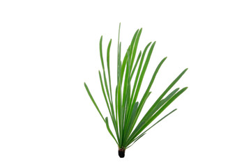 branch of larch isolated