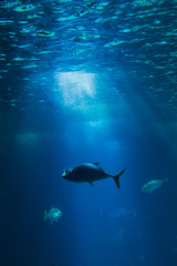 Big fish underwater in oceanarium with sun light