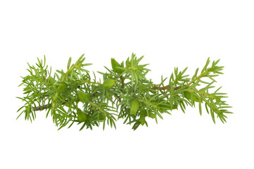 juniper branch isolated