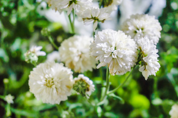 focusing on Diasy flower