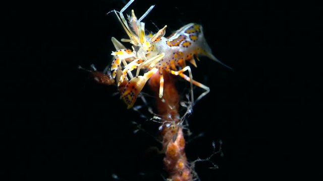 moving tiger shrimp