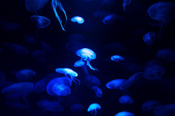  jellyfish underwater, medusa 
