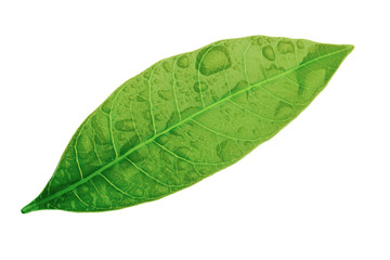 Fototapeta na wymiar leaf of mango isolated