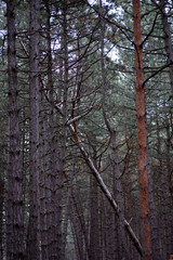 Fototapeta premium dense forest of dark gloomy bare tree trunks without leaves in the autumn in the forest