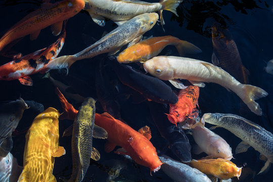 Feeding Koi fish 
