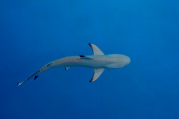 Shark under water,big predator fish   © wip-studio