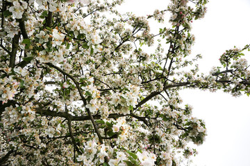 apple tree flowers