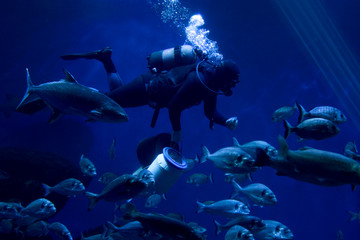 diver is feeding fishes
