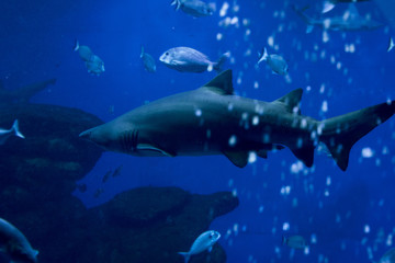 Naklejka premium shark in the aquarium 