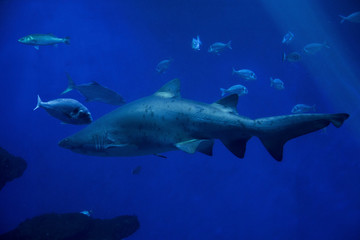 Fototapeta premium shark in the aquarium 