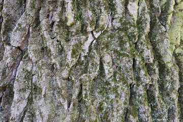 old green oak tree bark texture