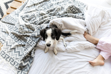 Obraz premium overhead view of adorable black and white puppy sitting on bed