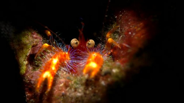Shrimp with eggs