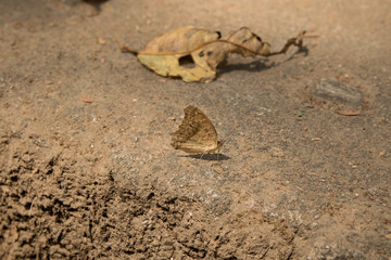 Fototapeta na wymiar leaf butterfly brown with leaf in ground. thailand park natural.