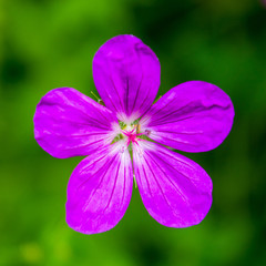 Photo of violet wild flower in Carpathian mountains