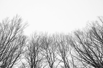 Photo of winter trees near snowy field