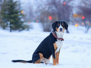 A dog, fiery, sits amidst distant lights