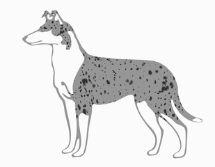 Kurzhaarcollie Illustration blue merle