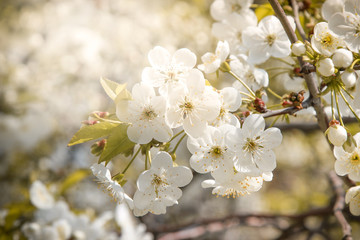 Close up of the blooming branch of the fruit tree. Spring blossoming of cherry. Japan. Spring flowers background