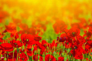 closeup red poppy field in a sunlight