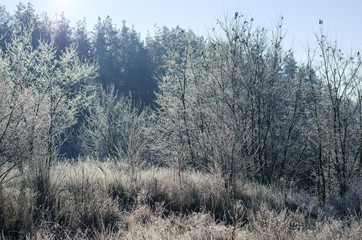 winter landscape in the early morning
