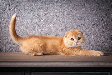 Cat. Scottish fold kitten on wooden table and textured background
