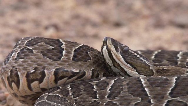 crossed pit viper attack