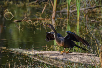 Anhinga (Anhinga anhinga) on a log at Babcock Wildlife Management Area, Punta Gorda, Florida