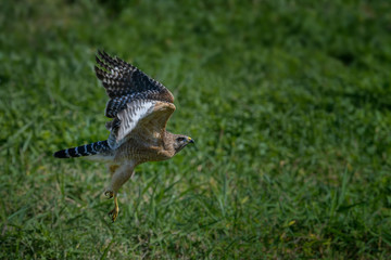 Red-shouldered hawk (Buteo lineatus) in flight at Lake Okeechobee, Florida