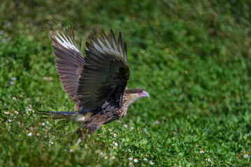 Juvenile Crested Caracara (Caracara cheriway) taking flight near Lake Okeechobee, Florida