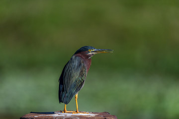 Green heron (Butorides virescens) at Lake Okeechobee, Florida