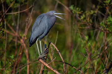 Little blue heron (Egretta caerulea) at Bird Rookery Swamp, Naples, Florida