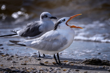 Royal tern (Thalasseus maximus) on the beach on Sanibel Causeway, Sanibel Island, Florida