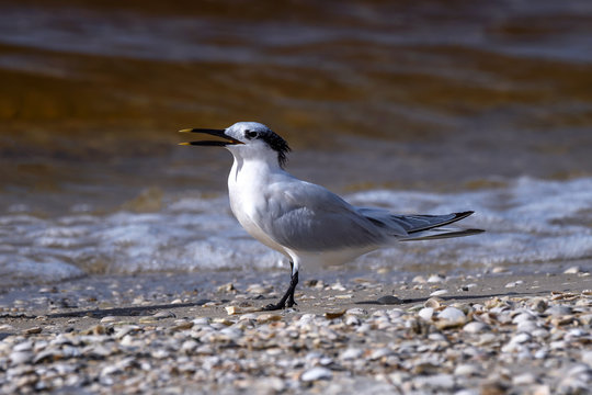 Sandwich tern (Thalasseus sandvicensis) on the beach on Sanibel Causeway, Sanibel Island, Florida